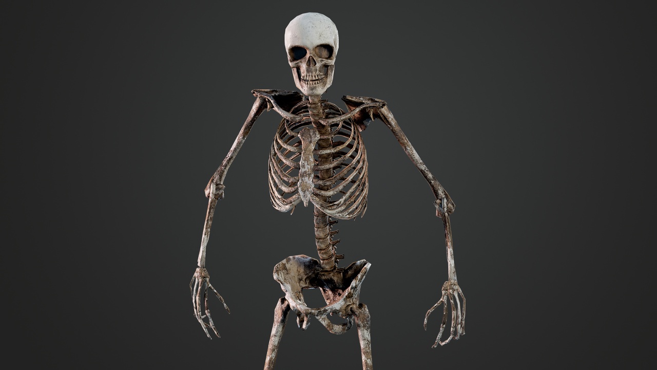 Media 1 for listing Skeleton Humanoid