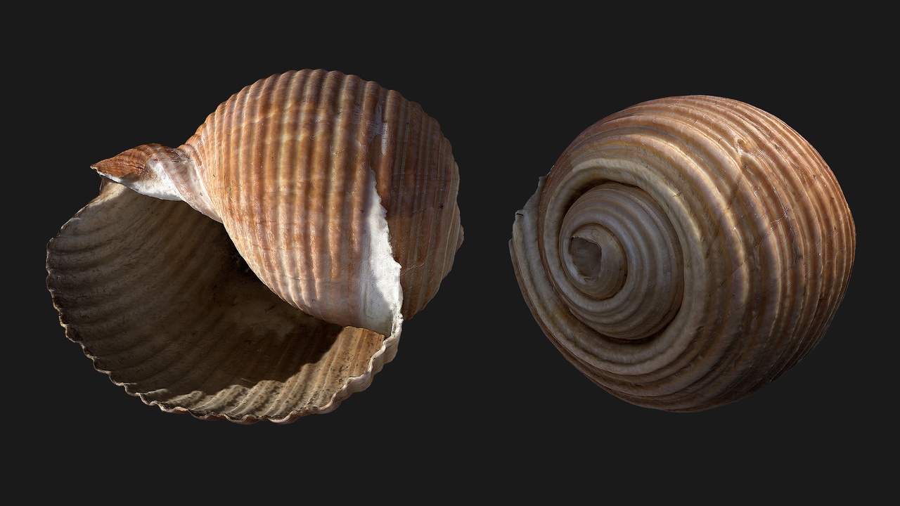 Big Shell (FUurMU) 제품 등록을 위한 미디어 1개