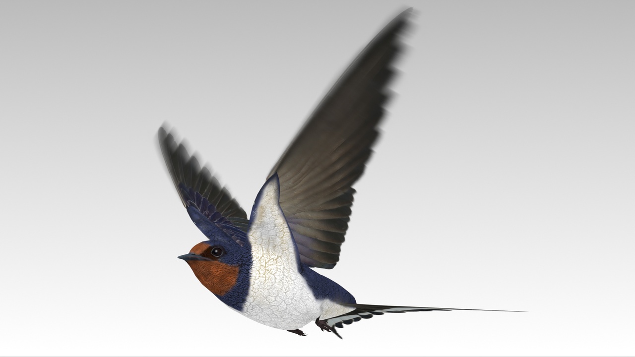 商品 Barn Swallow 的媒体 1