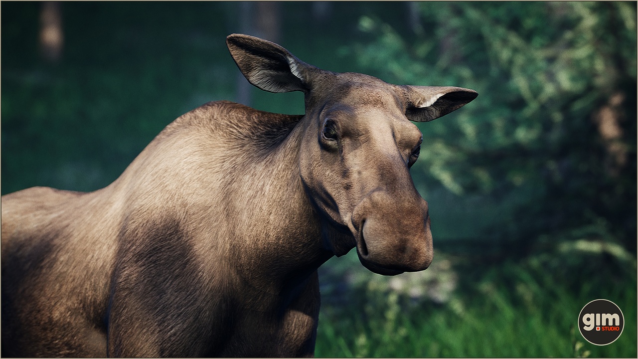Animalia - Moose (female) 제품 등록을 위한 미디어 1개
