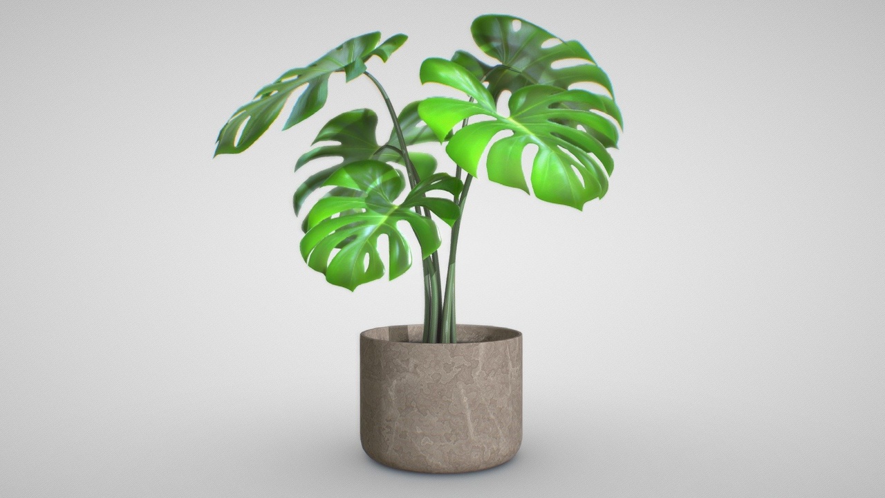 Media 1 for listing Monstera B02