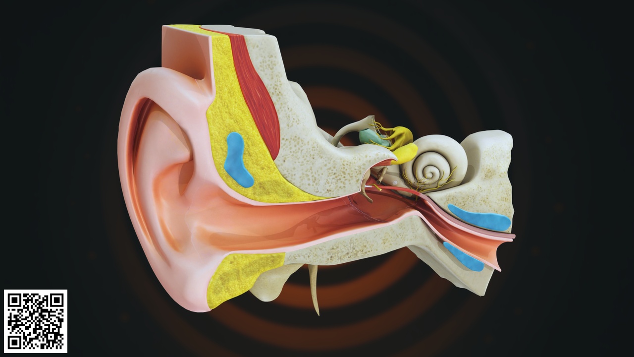 Medium 1 für Eintrag Human Ear Anatomy Cross Section