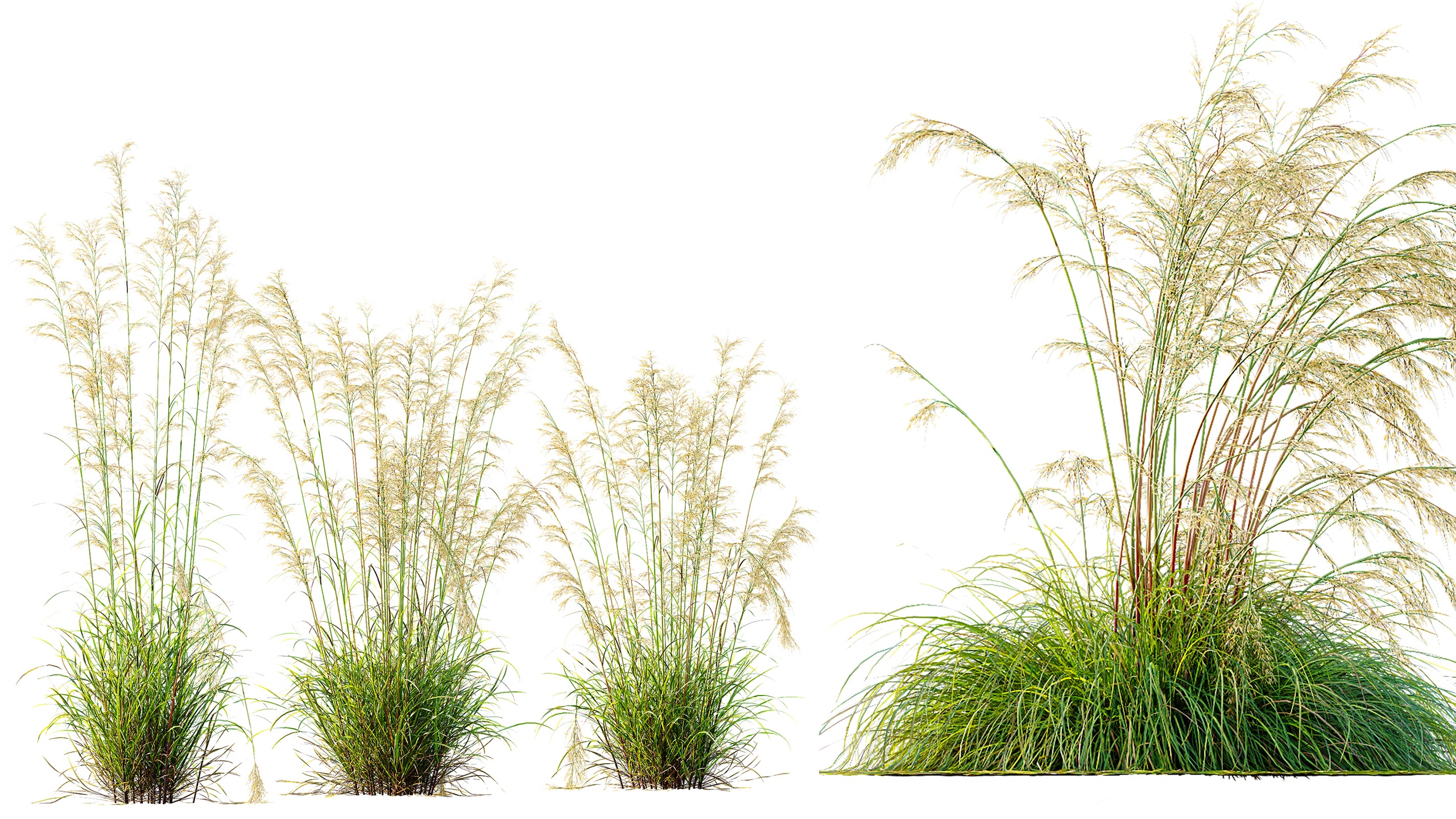 Media 1 for listing AV 6 different Celtica Gigantea Stipa Golden Oats grasses
