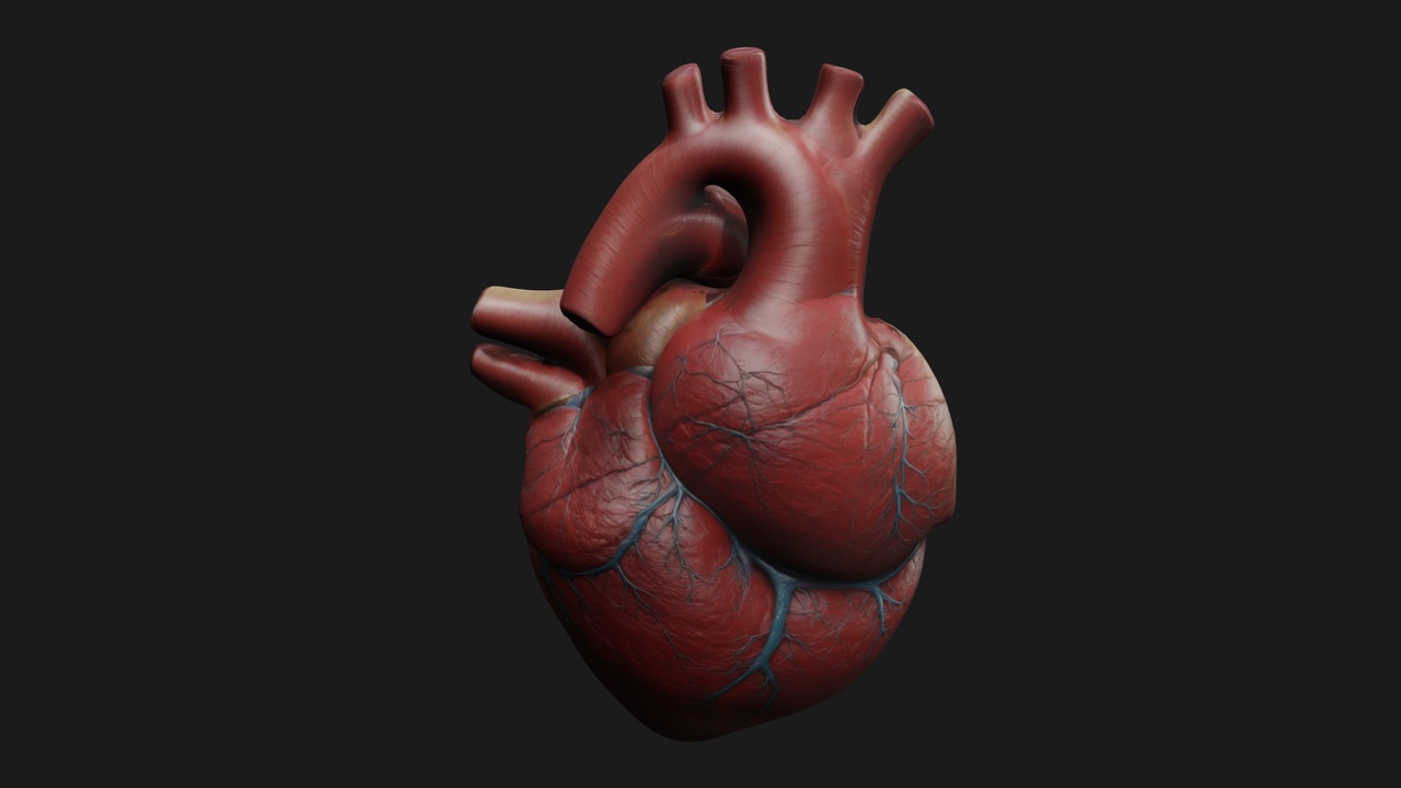 Media 1 for listing Stylized Human Heart 3D Model - Detailed Anatomy