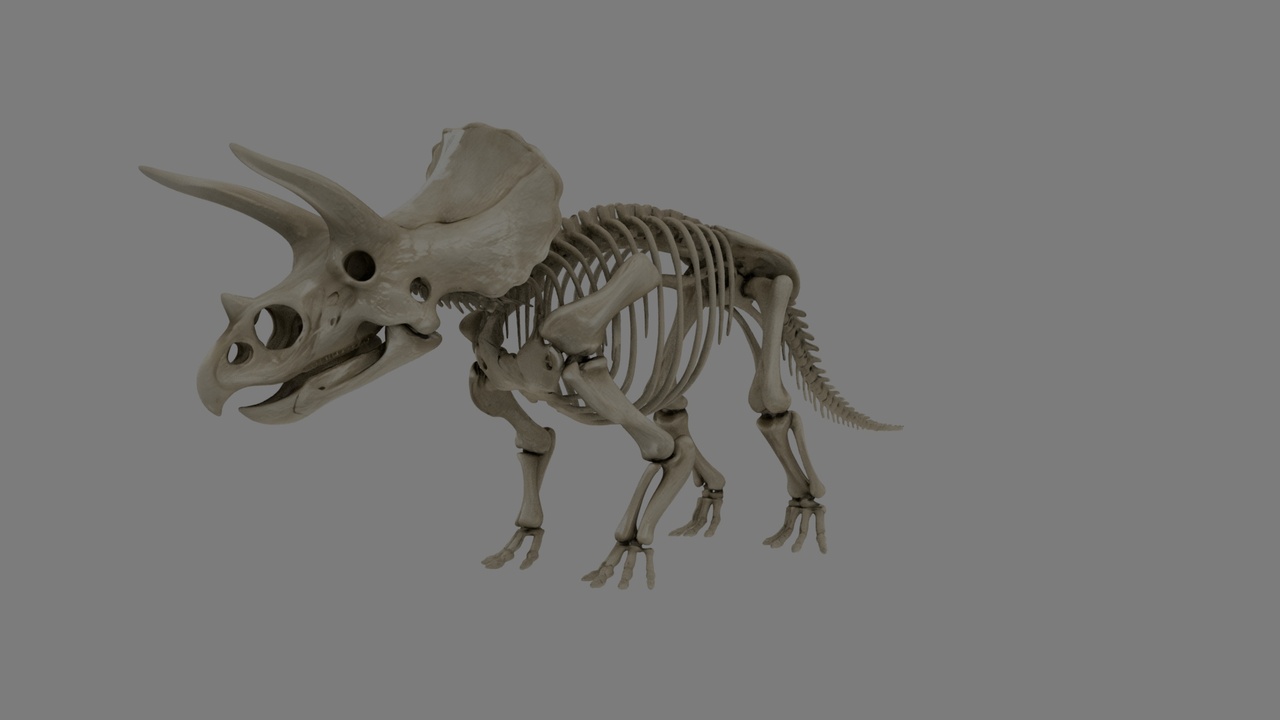 Media 1 for listing "The dinosaur skeleton"
