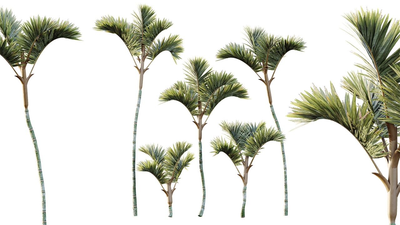 Media 1 for listing AV Plant Cyrtostachys Renda Palm Tree 03