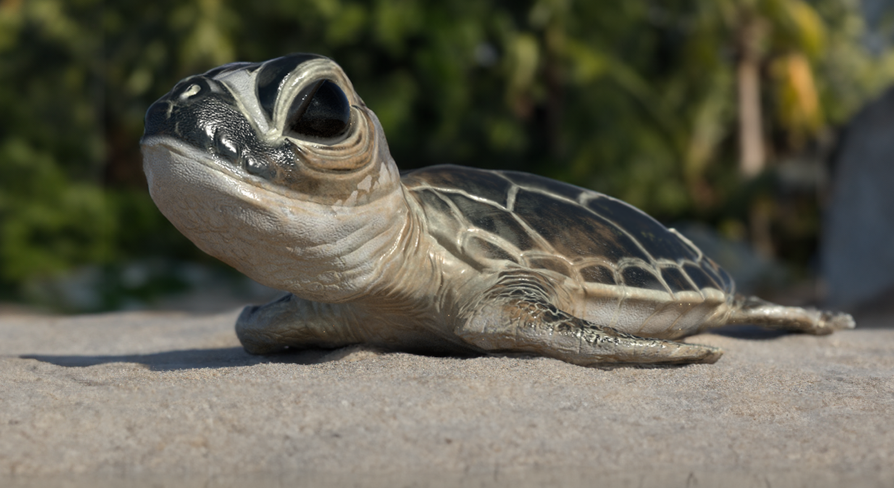 Baby Turtle - Rigged and Animated | Fab