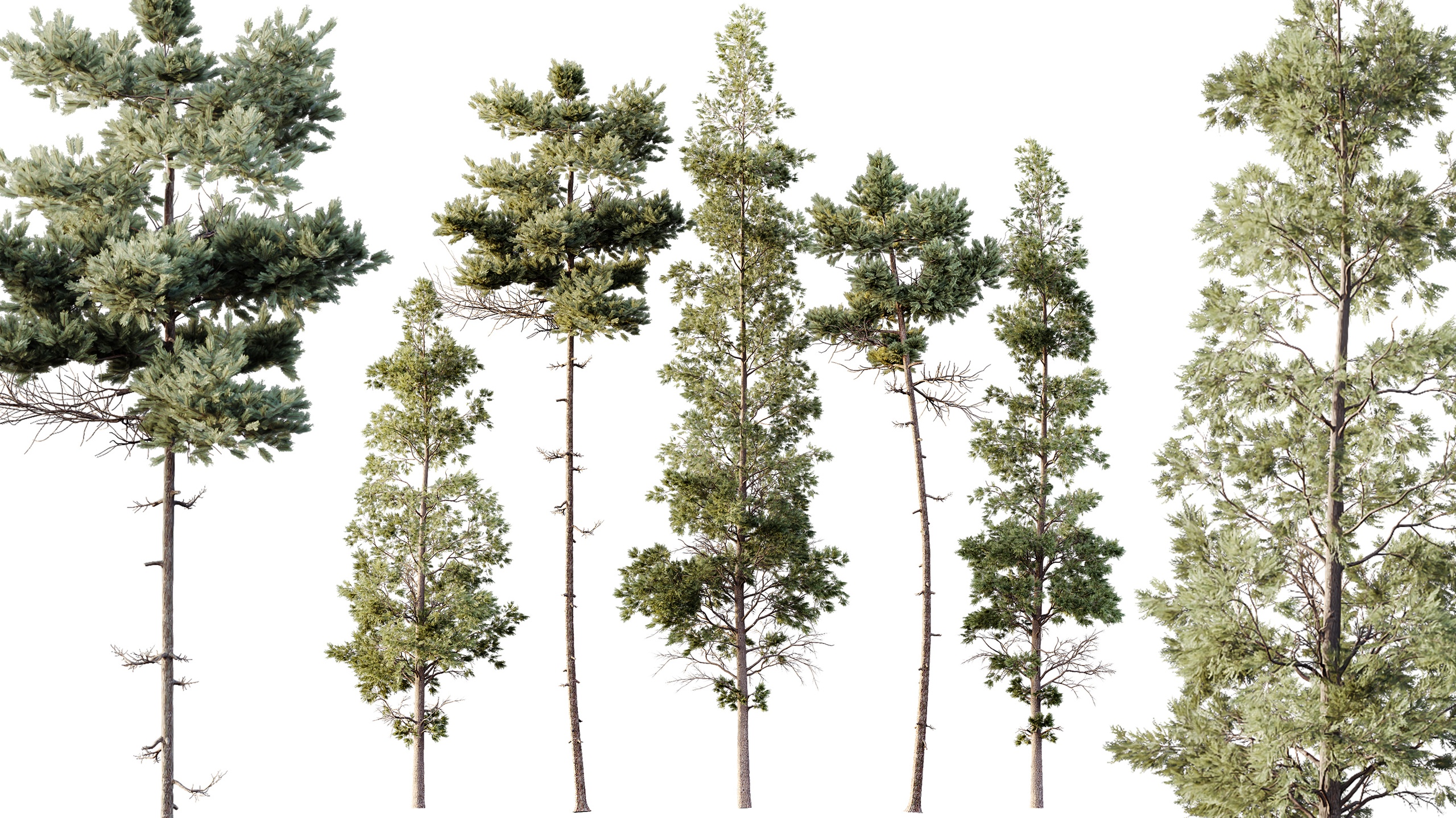 Media 1 for listing AV Pinus Echinata and Chamaecyparis Thyoides trees