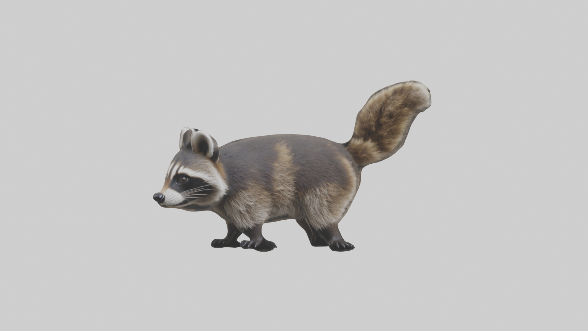 Realistic Raccoon Model | Fab