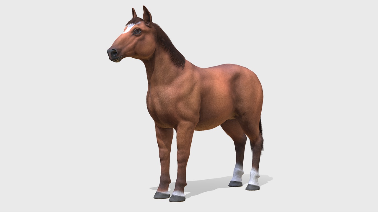 Media 1 for listing Horse - Stallion
