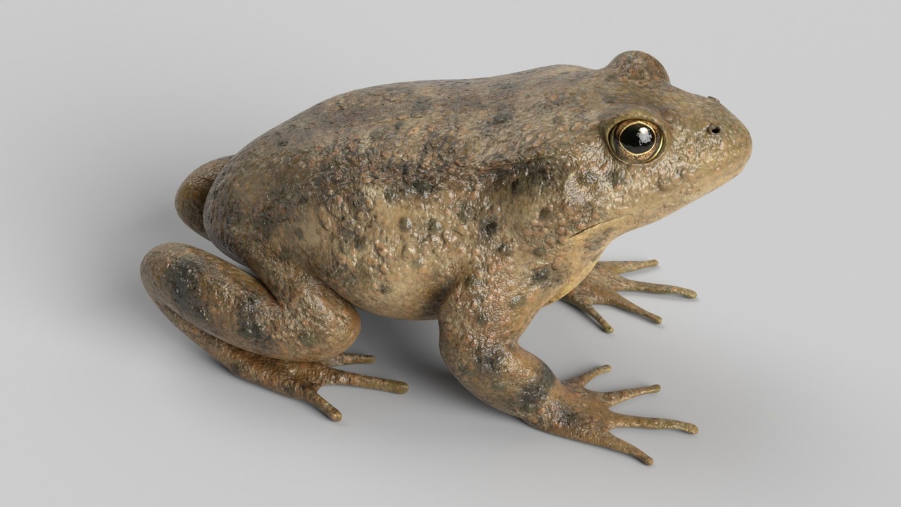 Media 1 for listing Toad