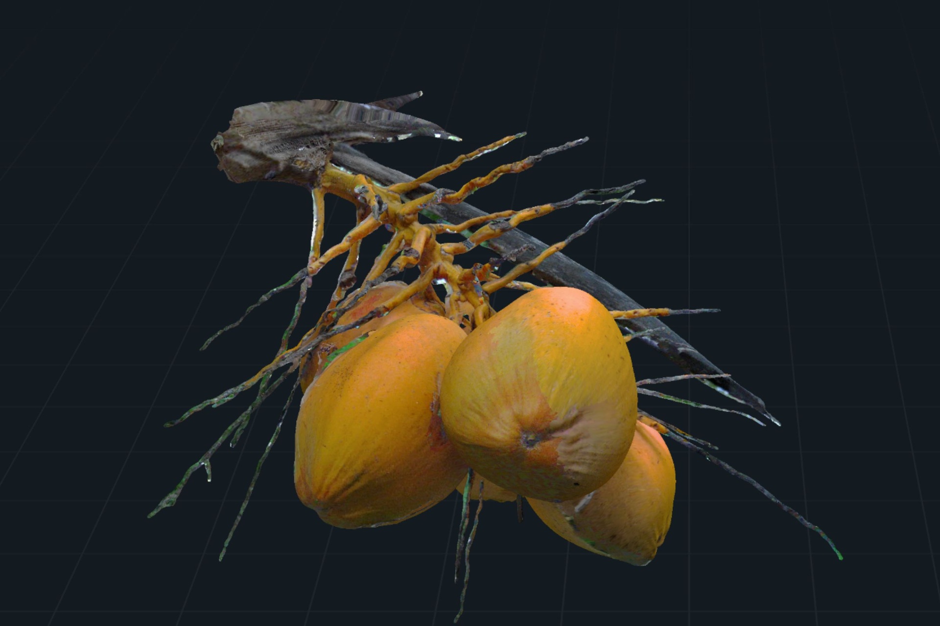 File multimediali per l'articolo Orange Coconuts - Realistic Scan: 1