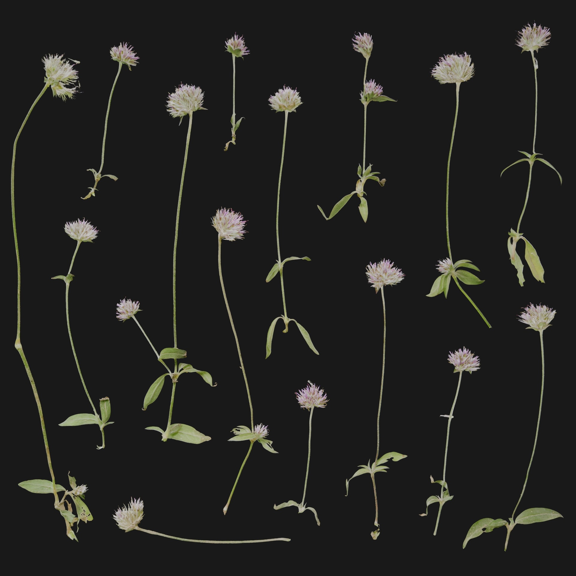 Media 1 for listing Centaurea 01