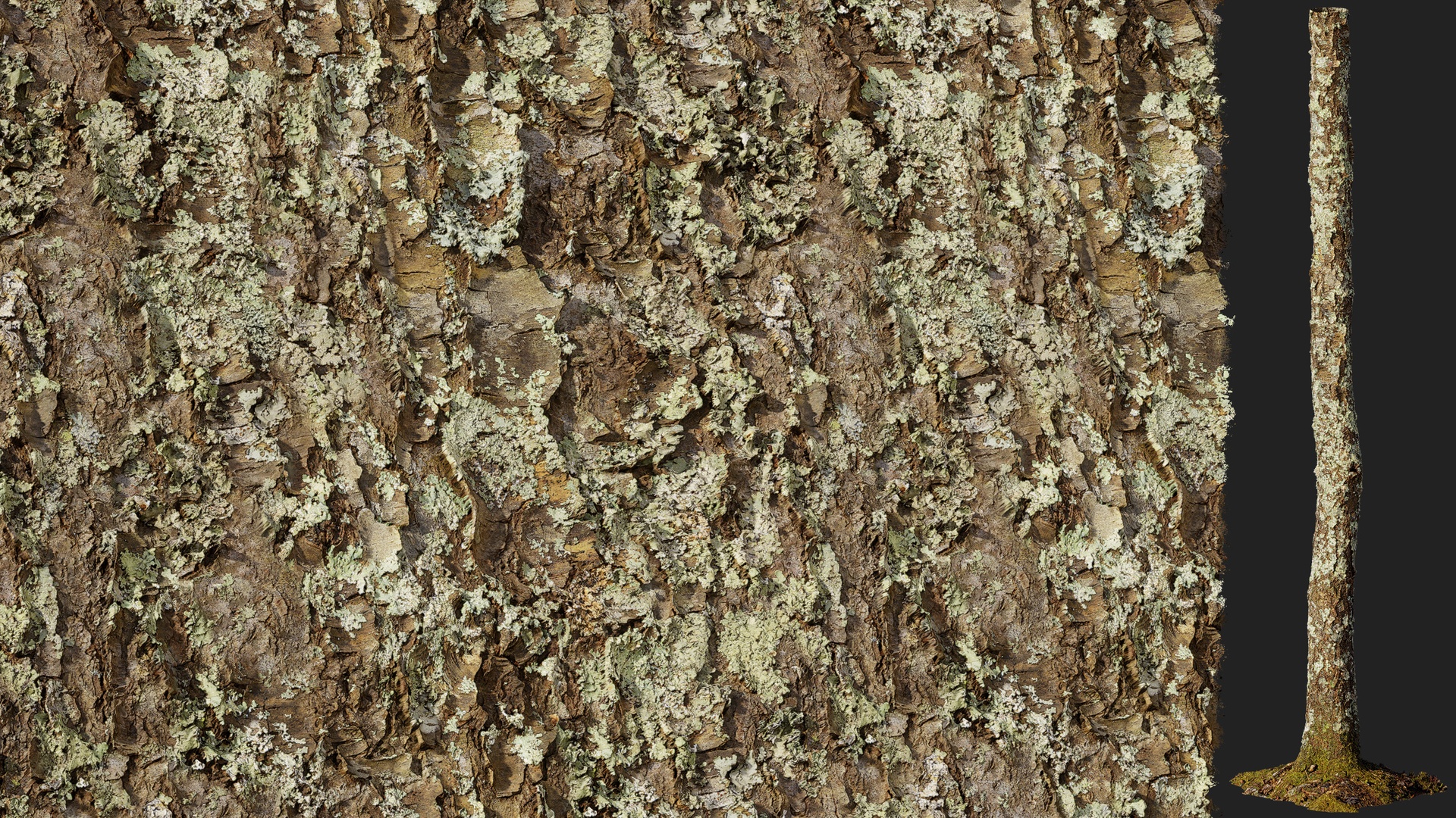 Media 1 for listing Black Cherry Peeling Bark 01