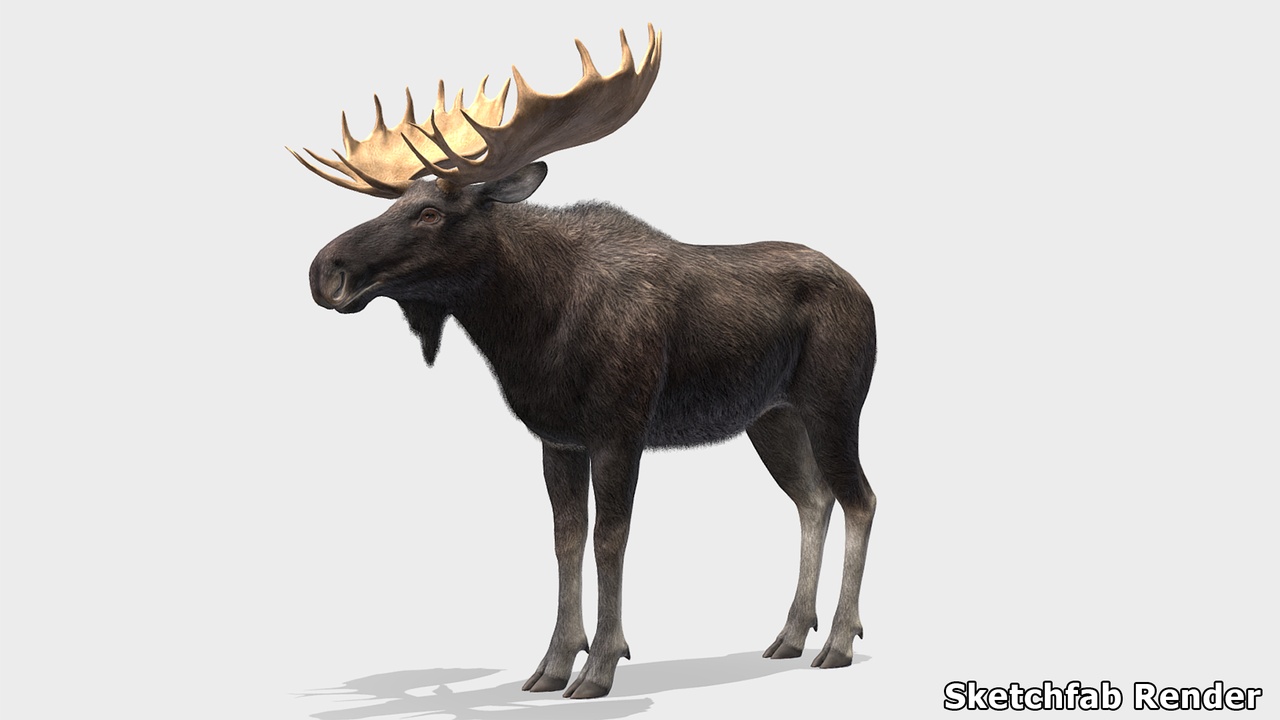 Moose - Bull 제품 등록을 위한 미디어 1개