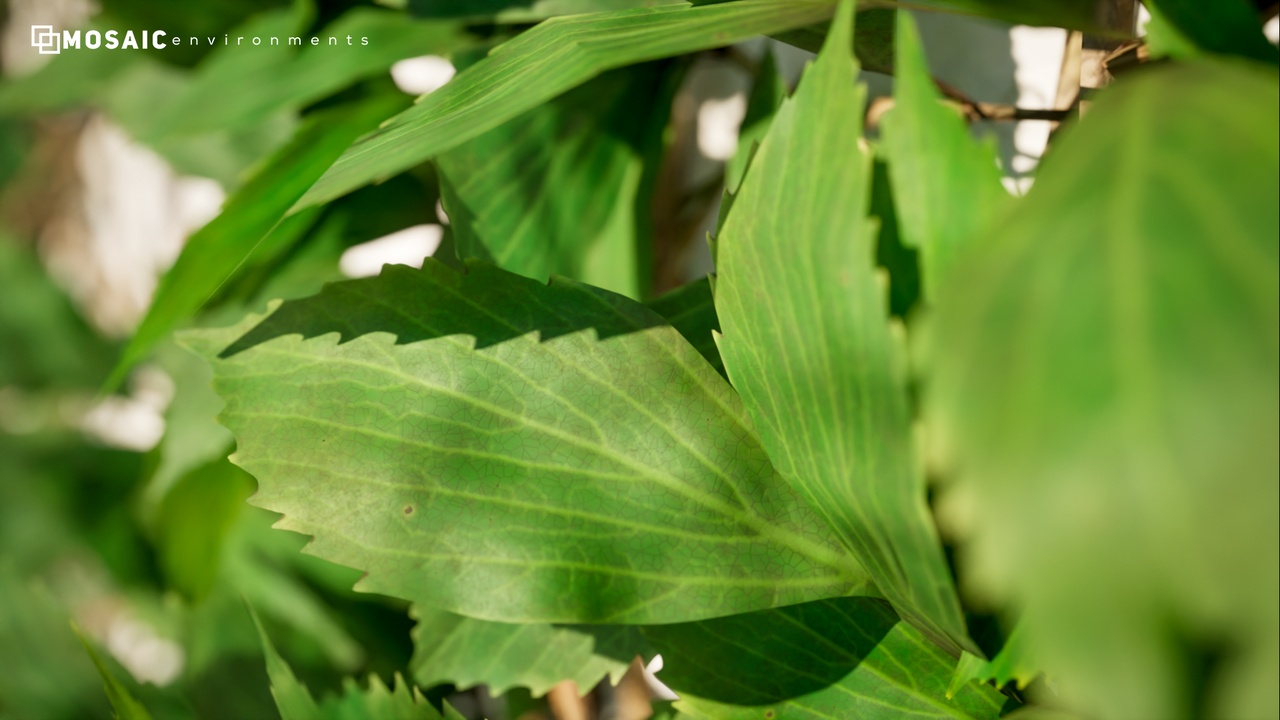 Media 1 for listing Vines and climbing plants with texture generator and spline