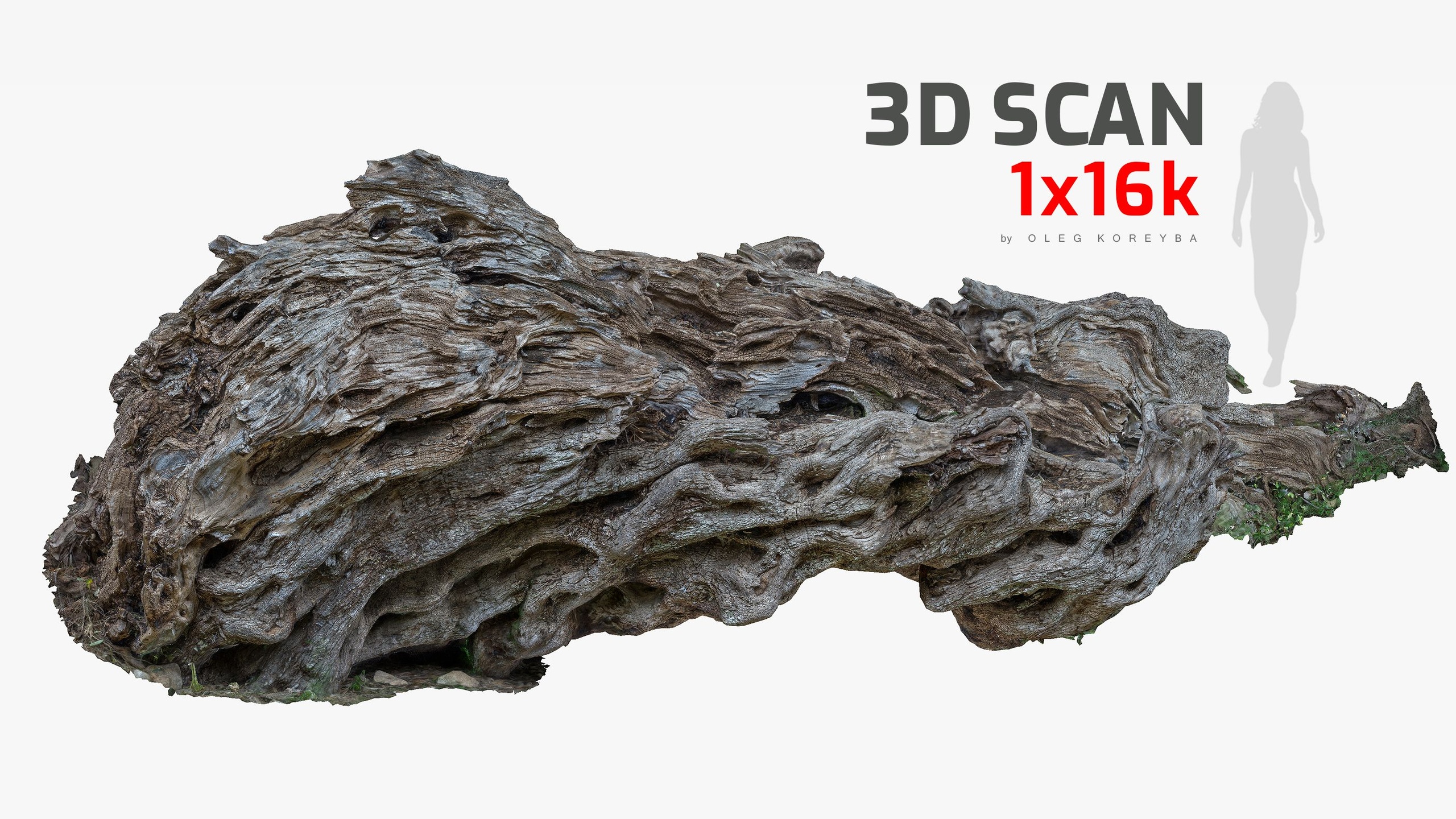 Media 1 for listing Fallen Giant Ancient Dead Olive Tree #2 RAW 3D Scan 4x16k / 1x16k Textures