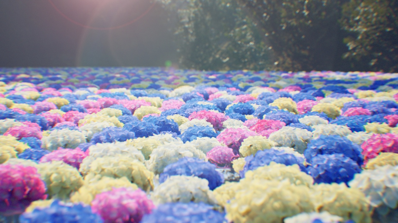Media 1 for listing Hydrangea
