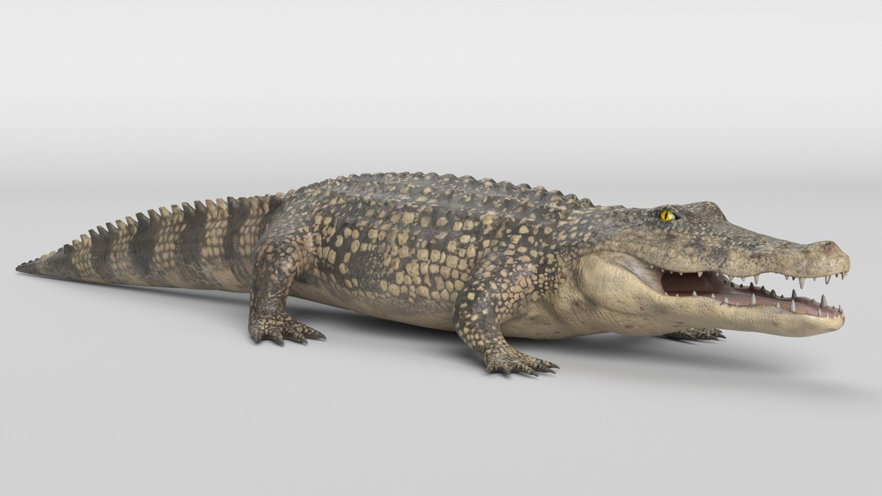 Media 1 for listing Crocodile
