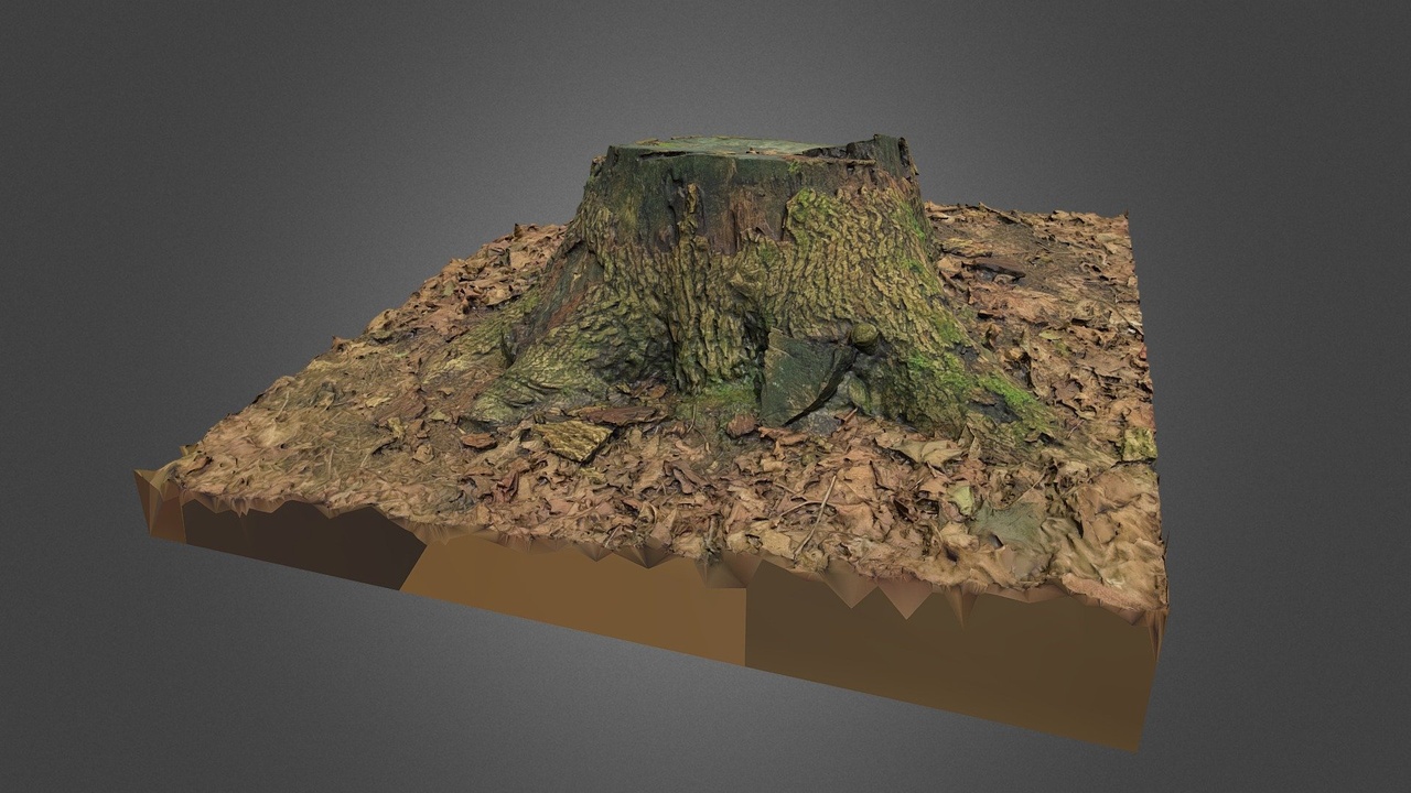 Media 1 for listing Maple stump (photogrammetry)
