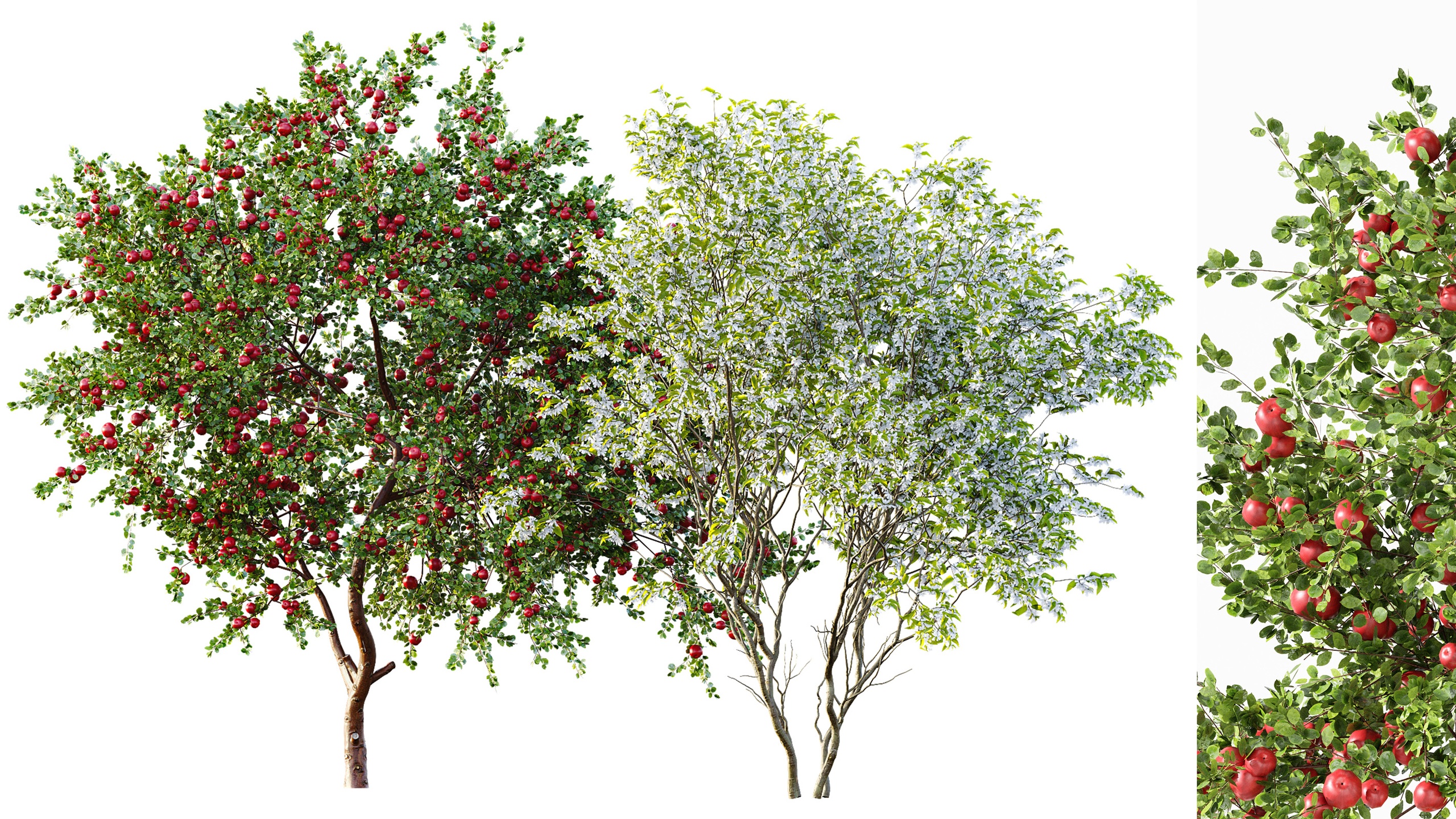 Media 1 for listing AV Amelanchier lamarckii and Apple fruit tree