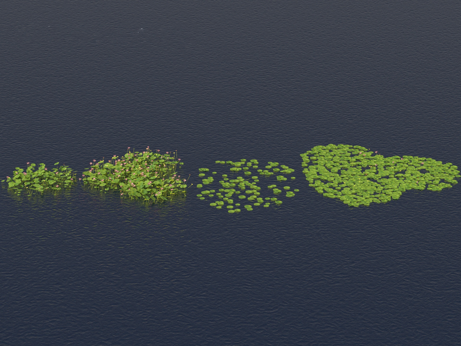 Media 1 for listing Nelumbo - sacred lotus 02
