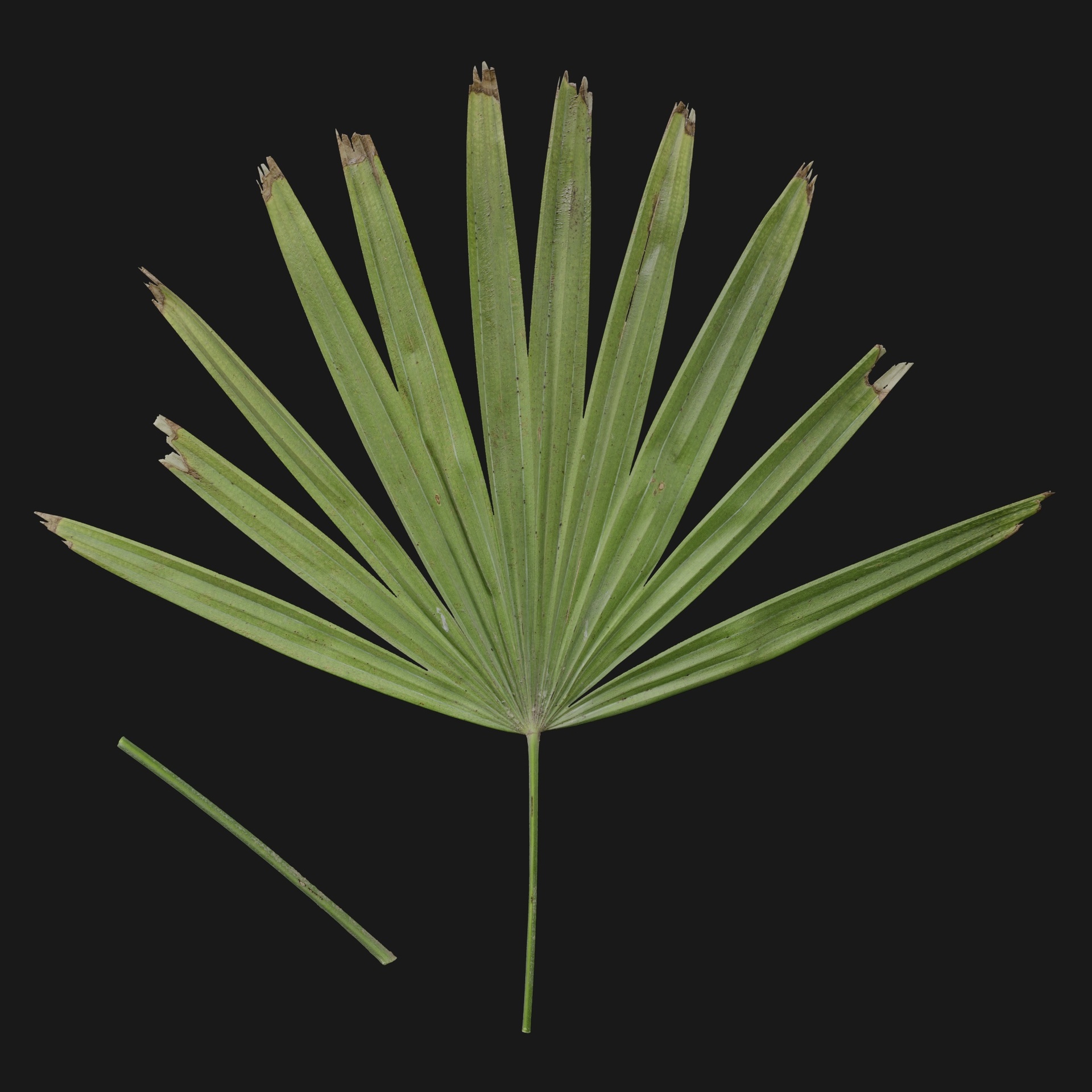 Media 1 for listing Trachycarpus 01
