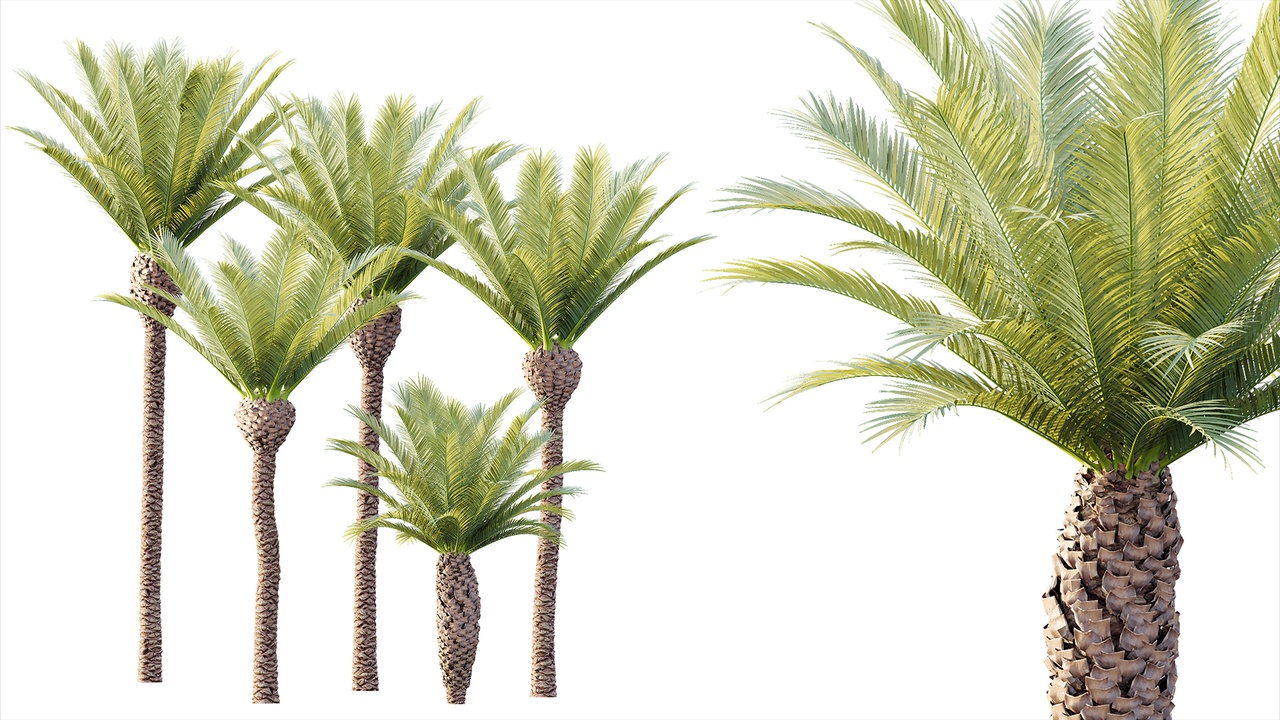 Media 1 for listing AV Plant Phoenix Canariensis Palm Tree 01