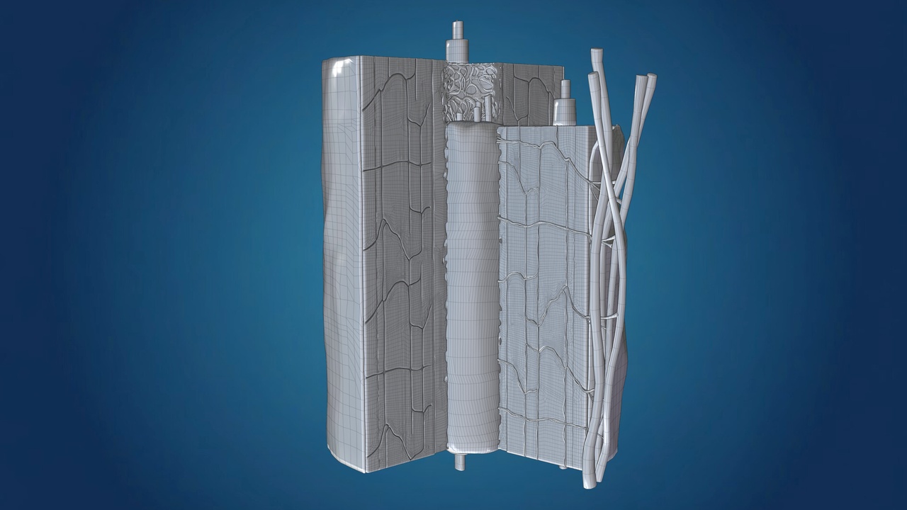 Media 1 for listing Human Bone Microstructure - Osteon and Haversian System (3D Model)