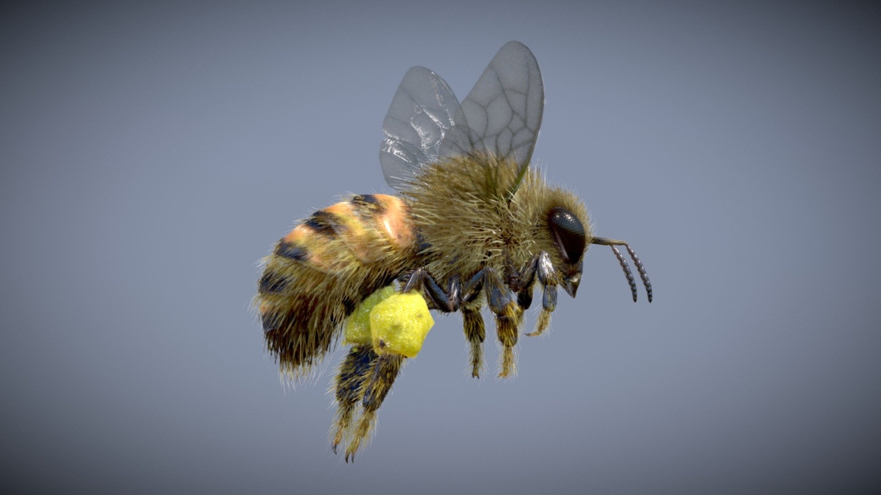 Media 1 for listing Western Honey Bee ( Worker )