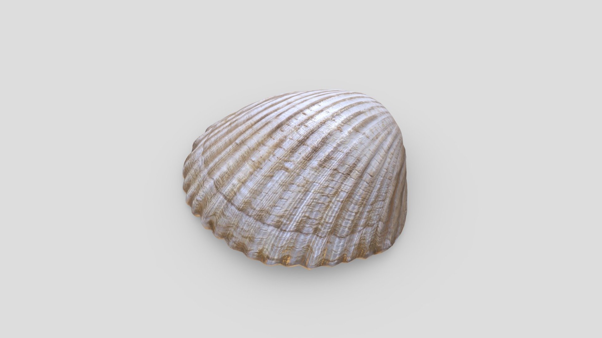 Cockle Shell | Fab