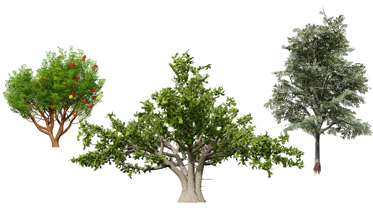 Media 1 for listing Moroccan Tree Pack