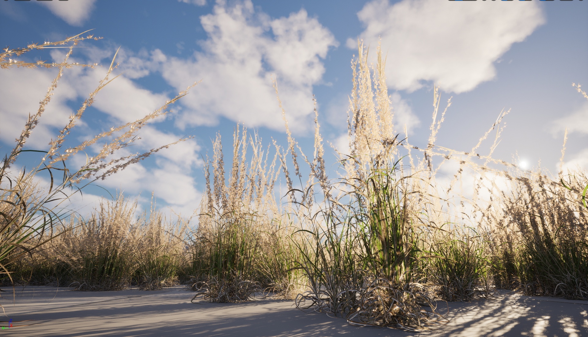 Media 1 for listing Nanite Wind Grass - Andropogon virginicus – Broomsedge
