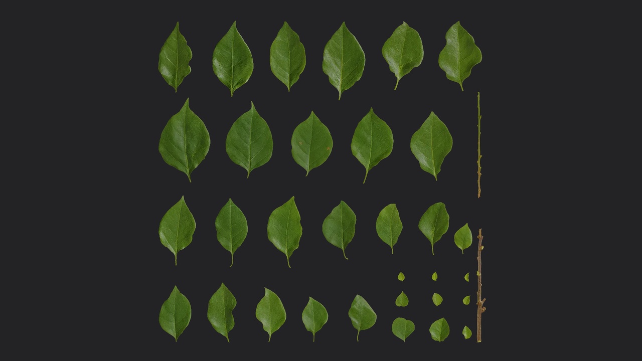 Media 1 for listing Bougainvillea glabra Leaf 01
