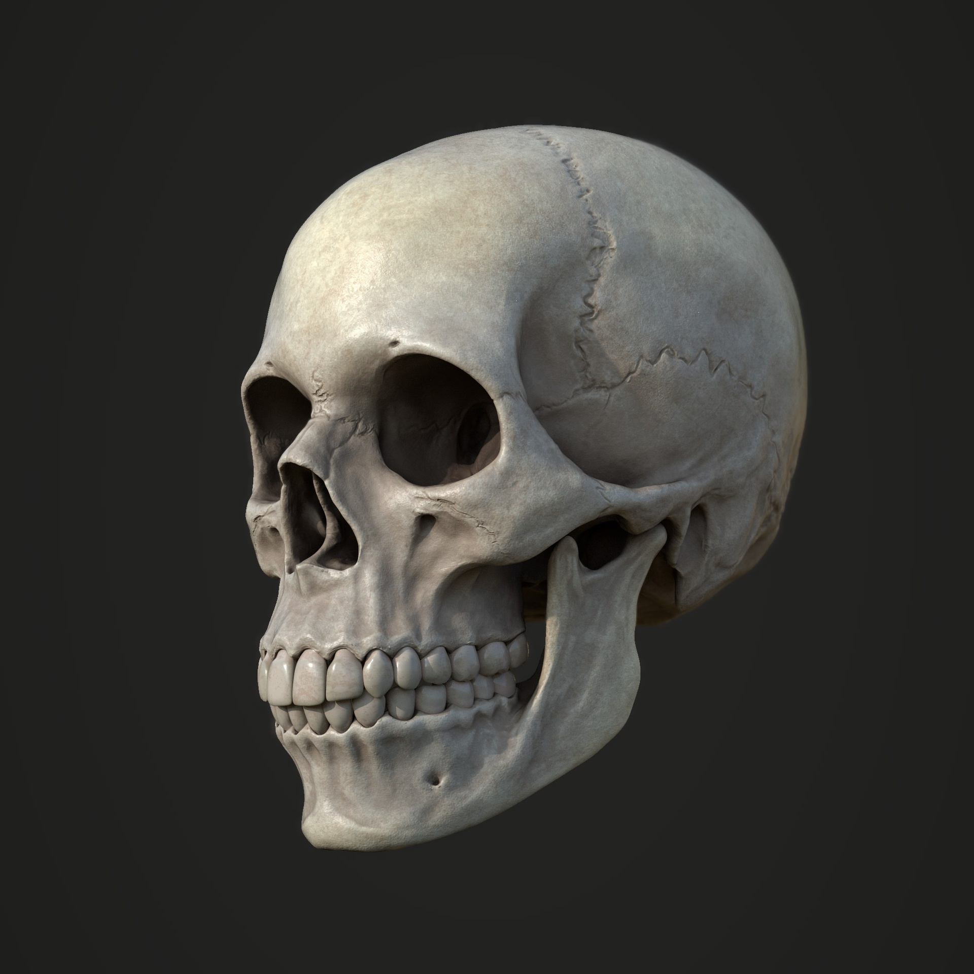 Media 1 for listing Realistic Human Skull