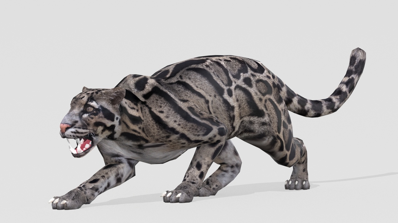 Media 1 for listing Clouded Leopard Animated