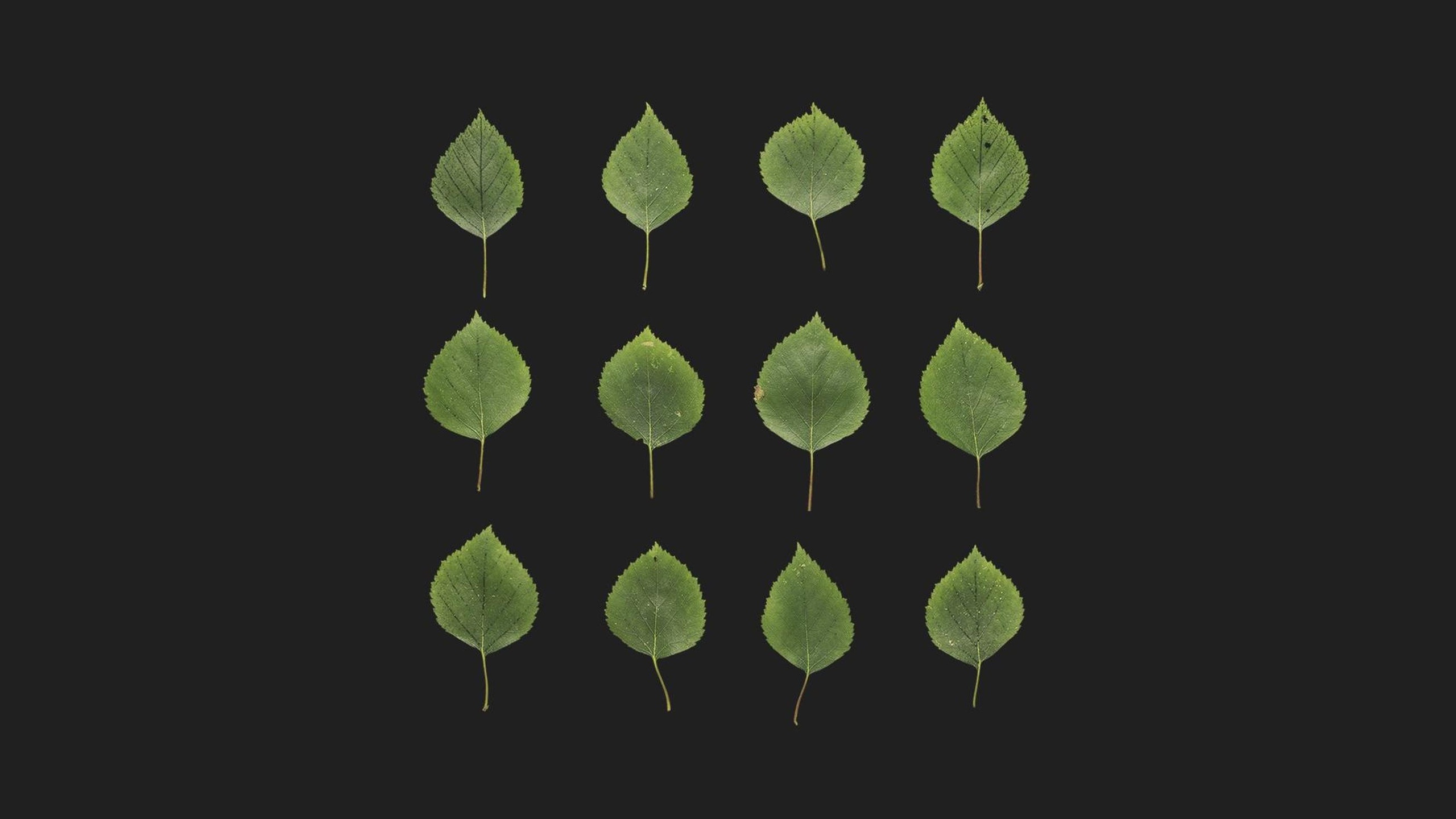 Media 1 for listing Birch