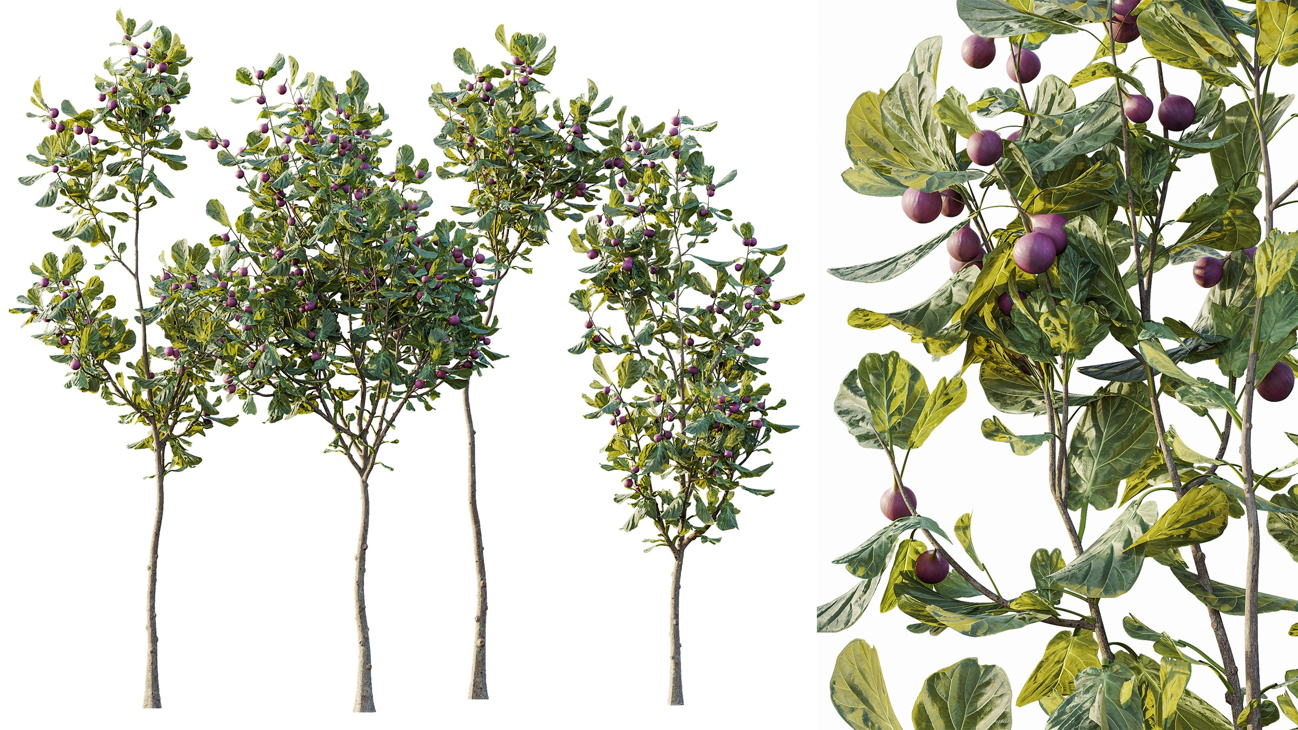 Media 1 for listing AV Plant Ficus Carica Feige Fig Fruit Tree 01
