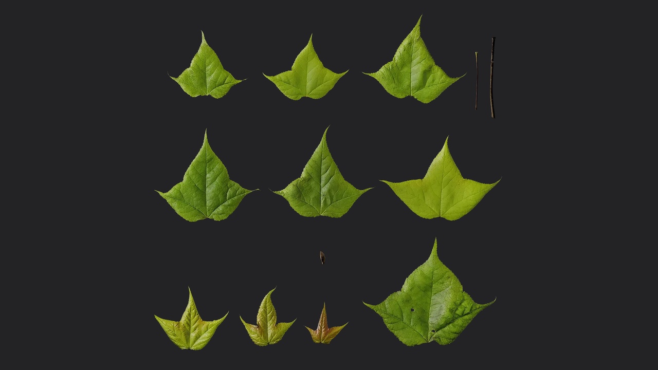 Media 1 for listing AD Acer buergerianum Leaf 02