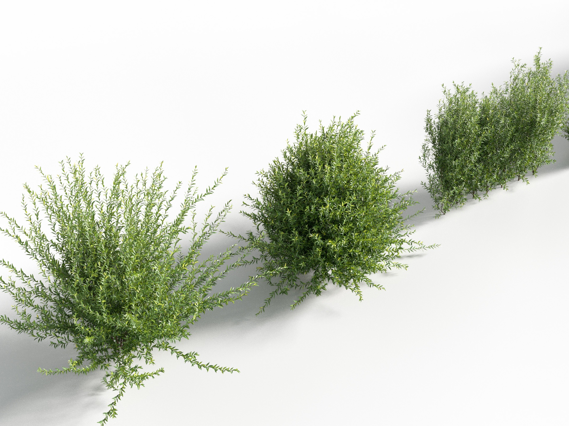 Media 1 for listing Golden privet - Ligustrum vicaryi