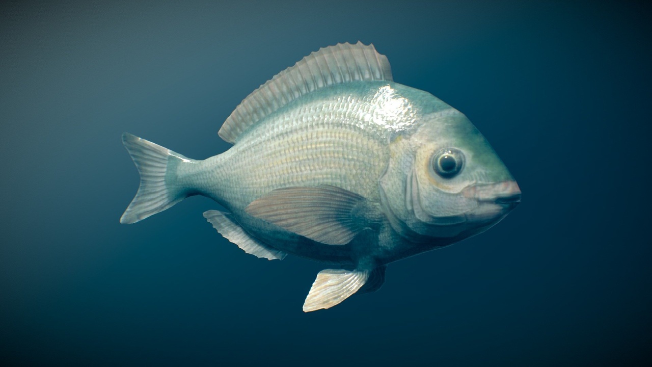 Media 1 for listing Animated fish (Black seabream)