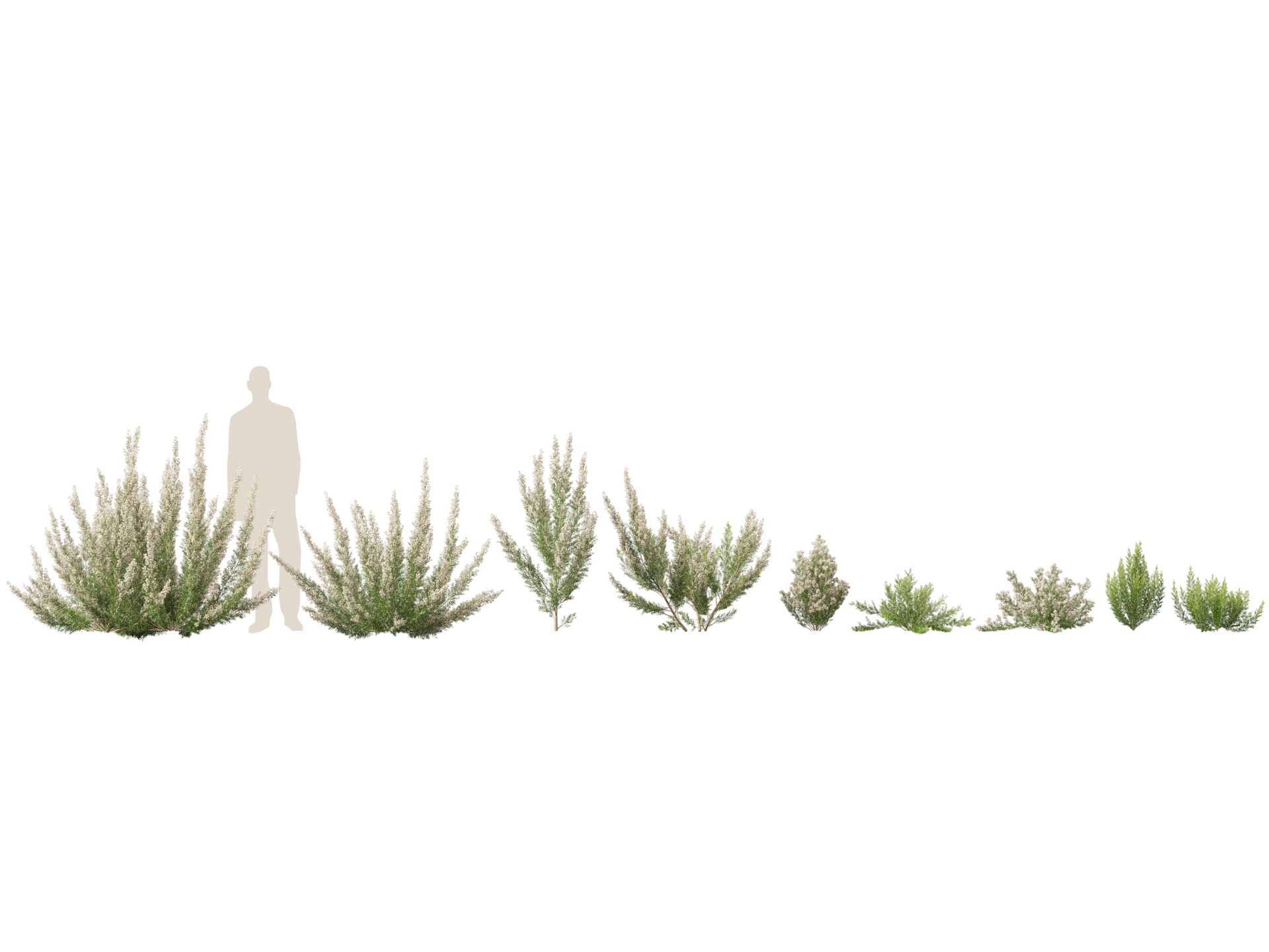 Media 1 for listing (Highpoly+Low Poly) Erica Arborea - Tree Heath