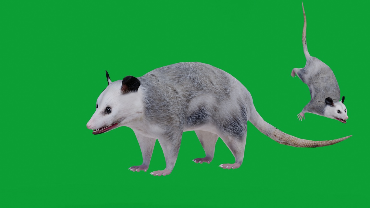 Media 1 for listing Opossum  Didelphidae (Lowpoly)