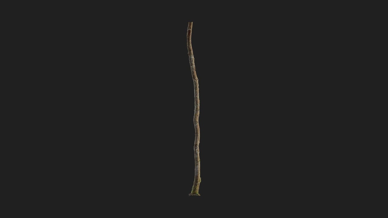Media 1 for listing Alder Tree Trunk