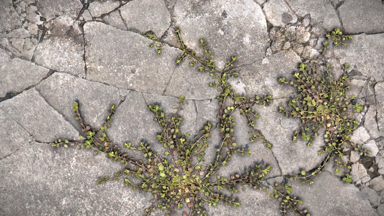 Media 1 for listing Purslane weed growing in cracked concrete