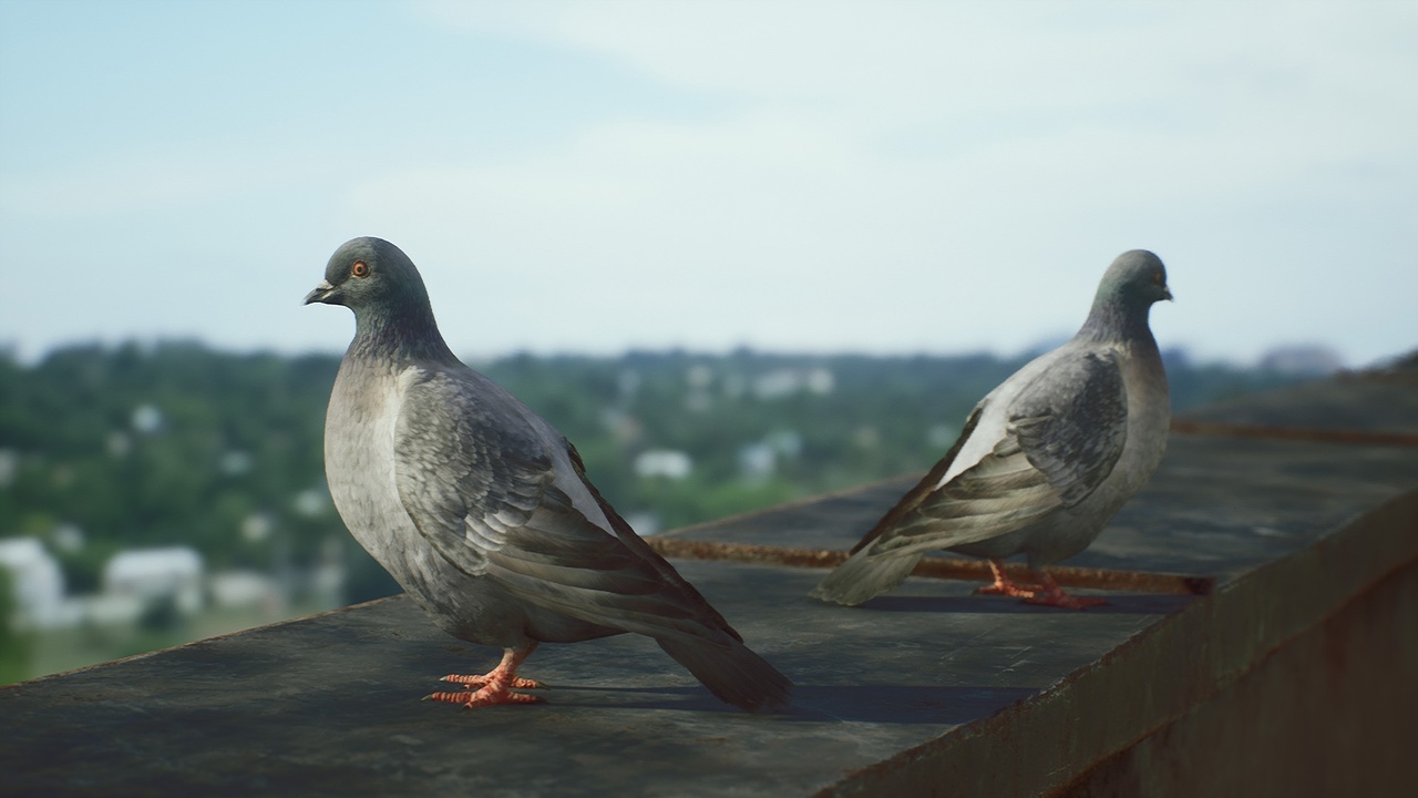 Media 1 for listing Pigeon Pack & Environment Scene