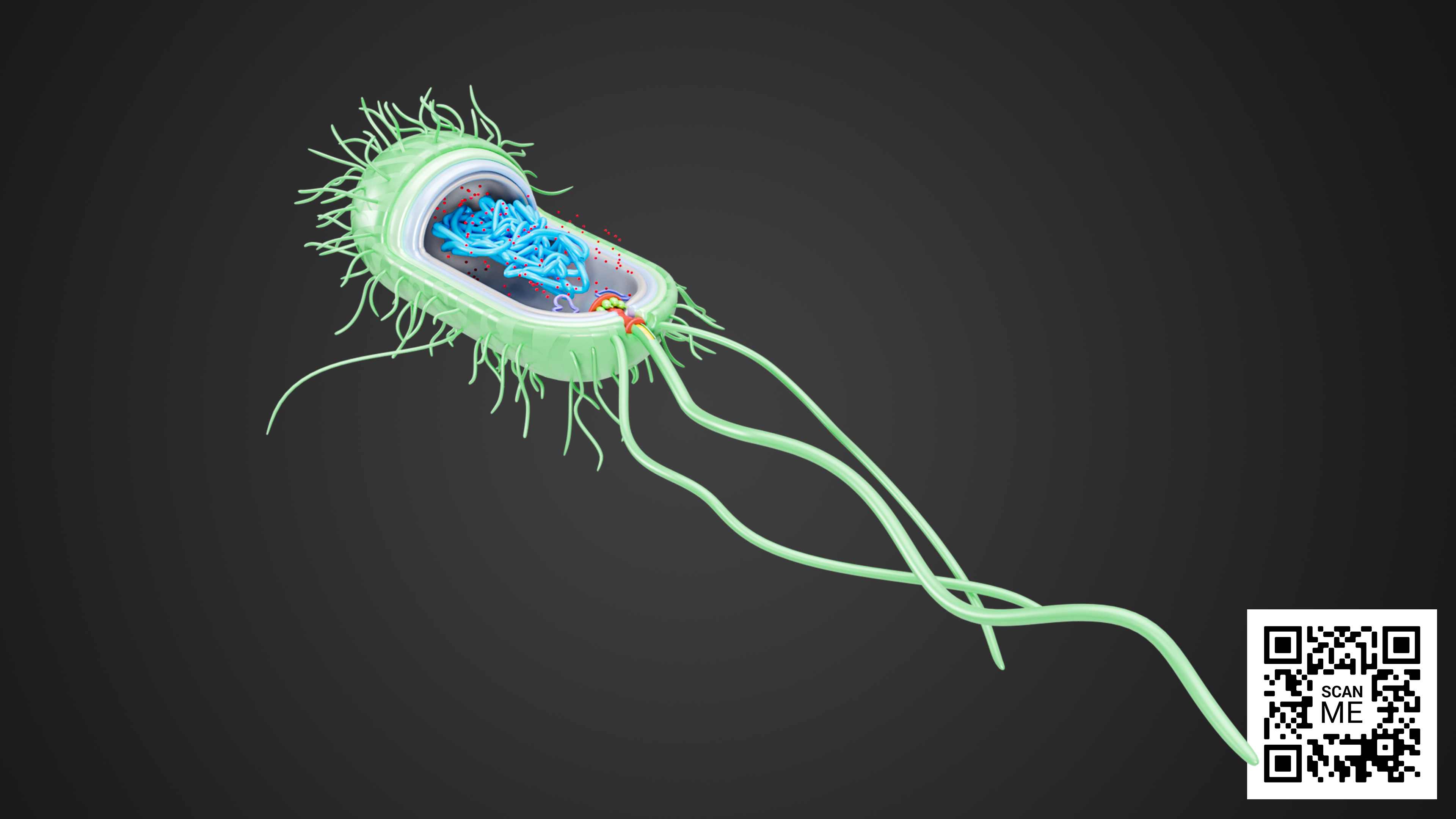 Escherichia coli (E. coli) Bacterium – Detailed 3D Model with Flagella ...