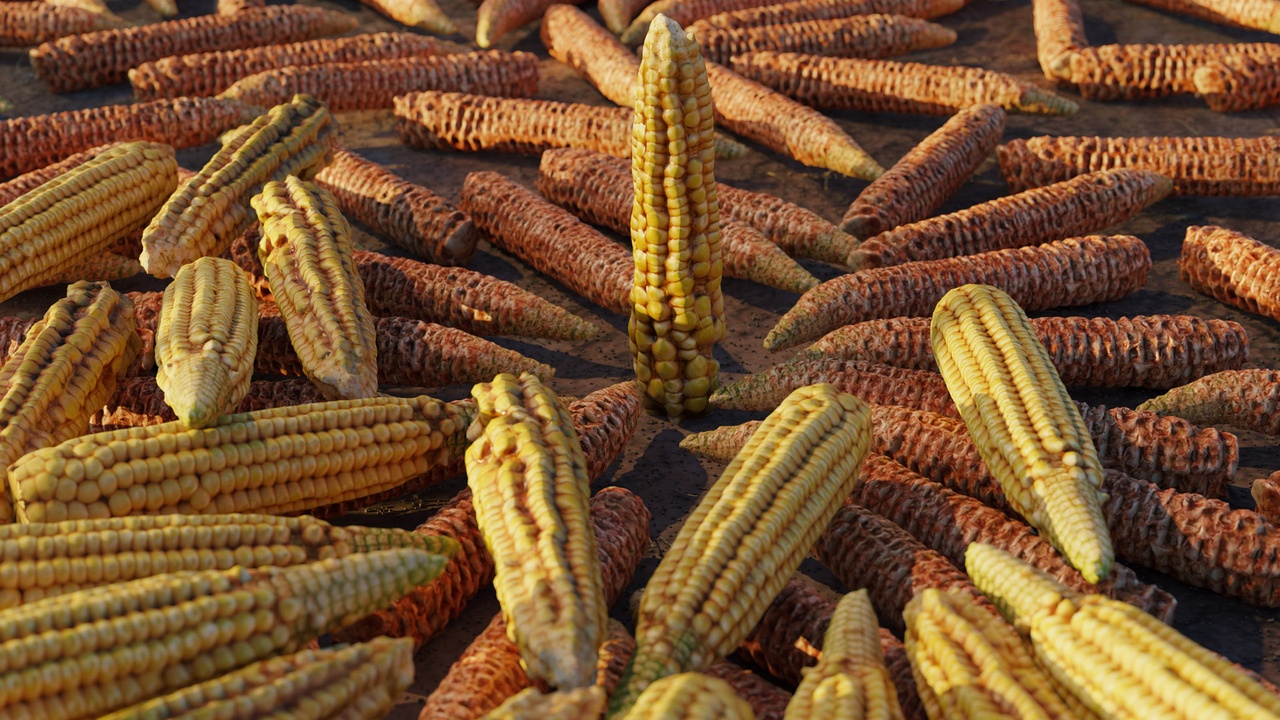 Media 1 for listing Corn Cob Of 3 Types In Different Stages - Photorealistic