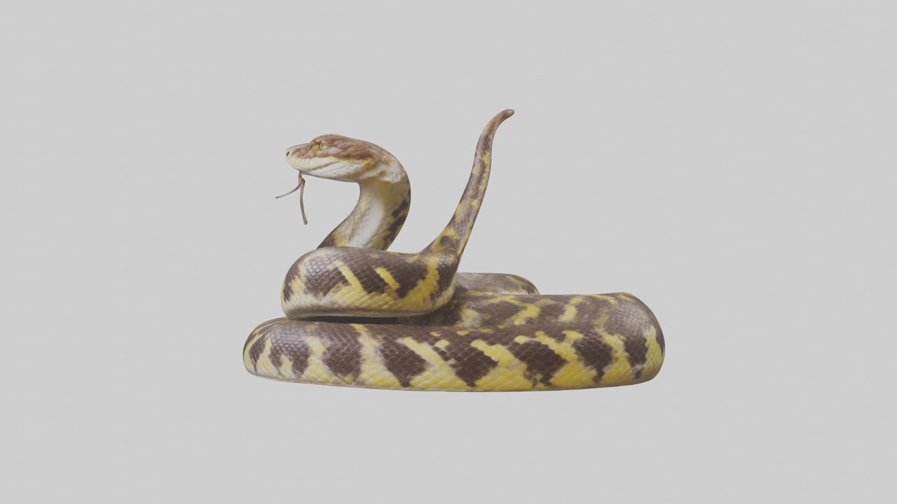 Burmese Python coiled model | Fab