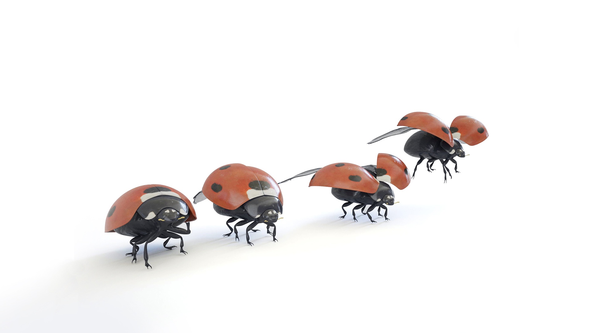 ladybirds in four different positions 제품 등록을 위한 미디어 1개
